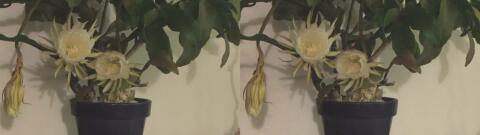 DSCF5276 s1