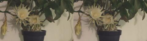 DSCF5277 s1