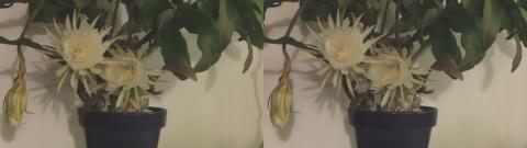 DSCF5278 s1