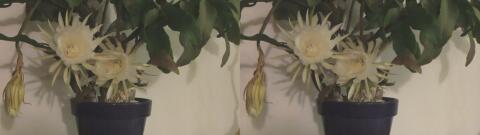 DSCF5279 s1