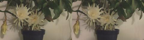 DSCF5282 s1
