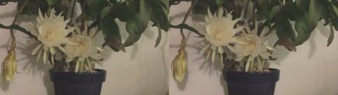 DSCF5283 s1