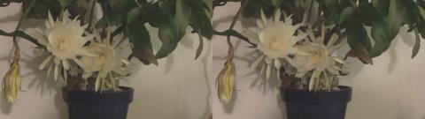 DSCF5284 s1
