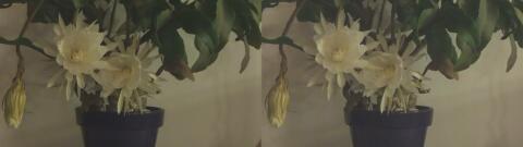 DSCF5286 s1