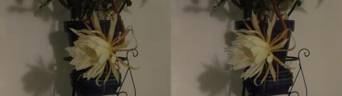 DSCF5332 s1