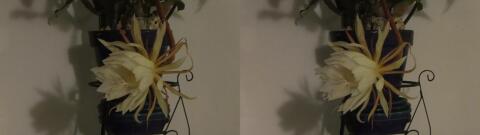 DSCF5333 s1