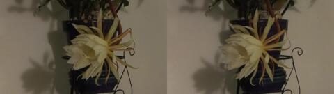 DSCF5337 s1