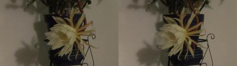 DSCF5339 s1