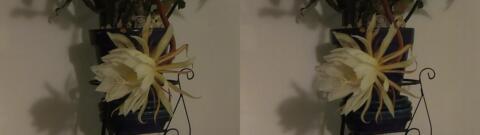 DSCF5340 s1