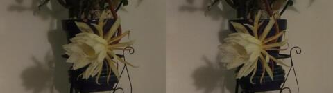 DSCF5341 s1