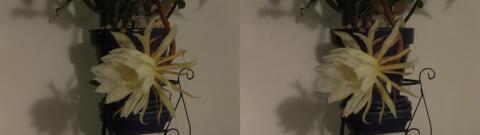 DSCF5345 s1