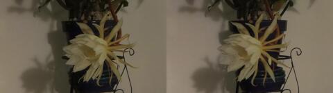 DSCF5346 s1