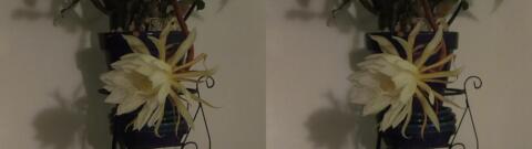 DSCF5347 s1
