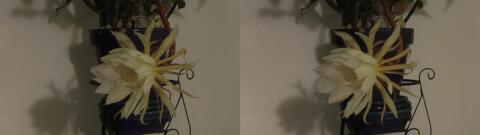 DSCF5348 s1