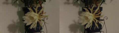 DSCF5349 s1