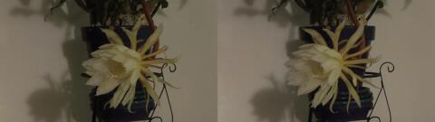 DSCF5351 s1
