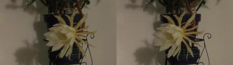 DSCF5354 s1