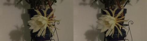 DSCF5356 s1