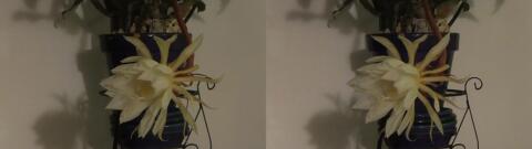 DSCF5361 s1
