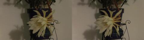 DSCF5366 s1