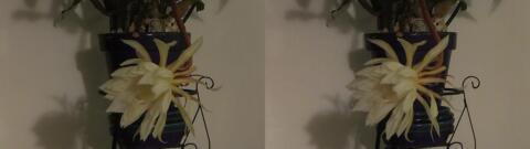 DSCF5367 s1