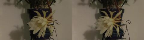 DSCF5368 s1
