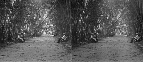 Jardin d'essai Bambous