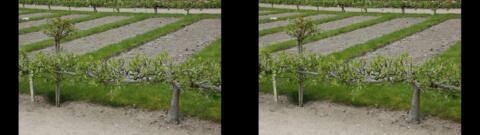 potager avec minis pommiers
