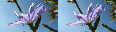 IMG 2958s