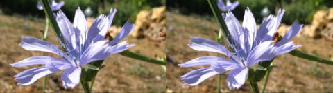 IMG 2963s