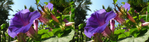 IMG 2999s