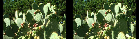 IMG 3021s
