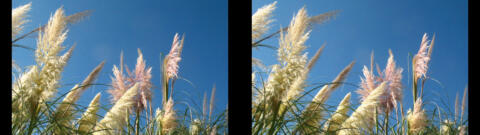 IMG 3252s