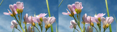 IMG 3668s