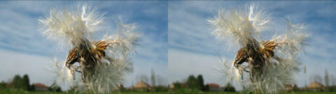 IMG 3673s