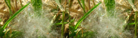 IMG 3792s