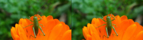 IMG 3863s