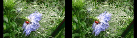 IMG 3909s