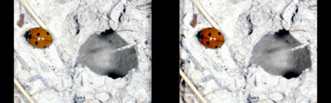 C005