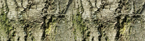 écorce