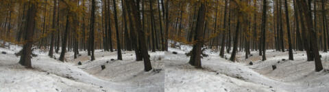 Neige La Chalp