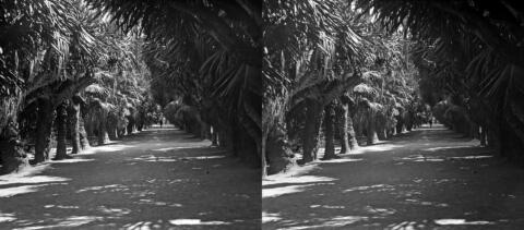 Jardin d'essai. Dracenas
