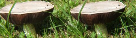 champignon 0001