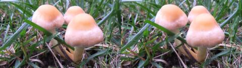champignon 0002
