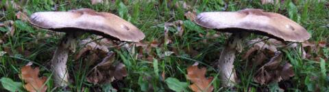 champignon 0003