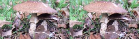 champignon 0004
