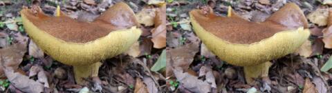 champignon 0005