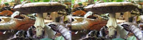 champignon 0006