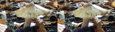 champignon 0007
