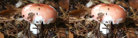 champignon 0008